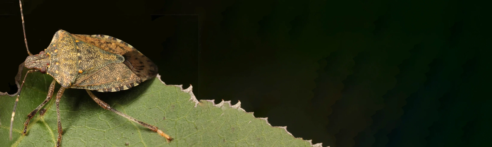 Rose Pest Solutions can help identify Stink Bugs Stink Bug crawling on leaf