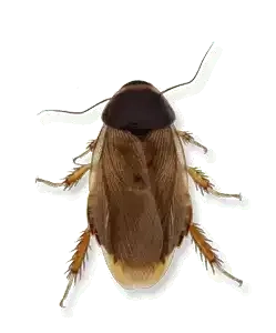 surinam cockroach