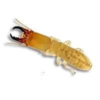 termite on white background