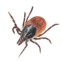 tick Identification thumbnail image