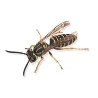 wasp Identification thumbnail image