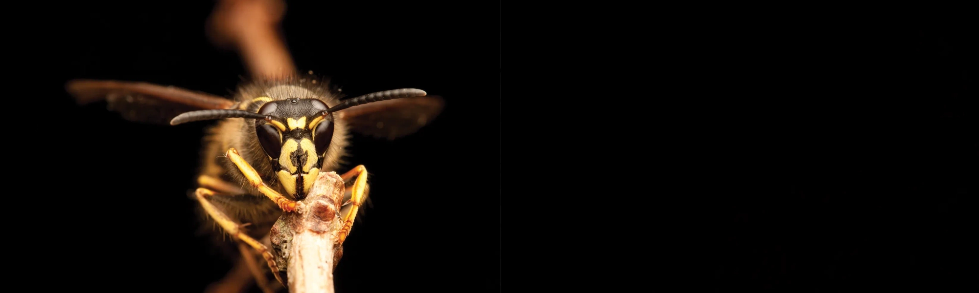 Rose Pest Solutions can help identify Stinging Insects yellow jacket on stick