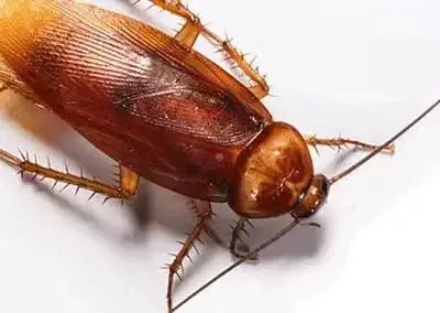 Pest Identification