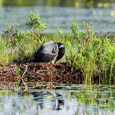 Loon Workshops