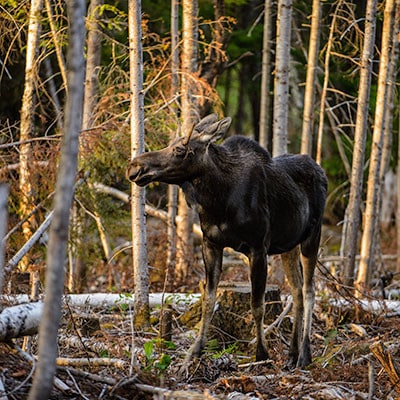 Moose Workshops