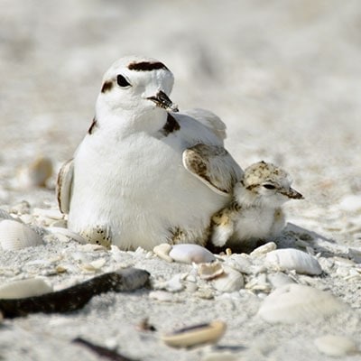 Florida Birds