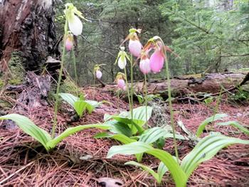 Lady Slippers