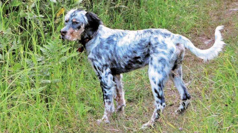 Birch the HUnting Dog