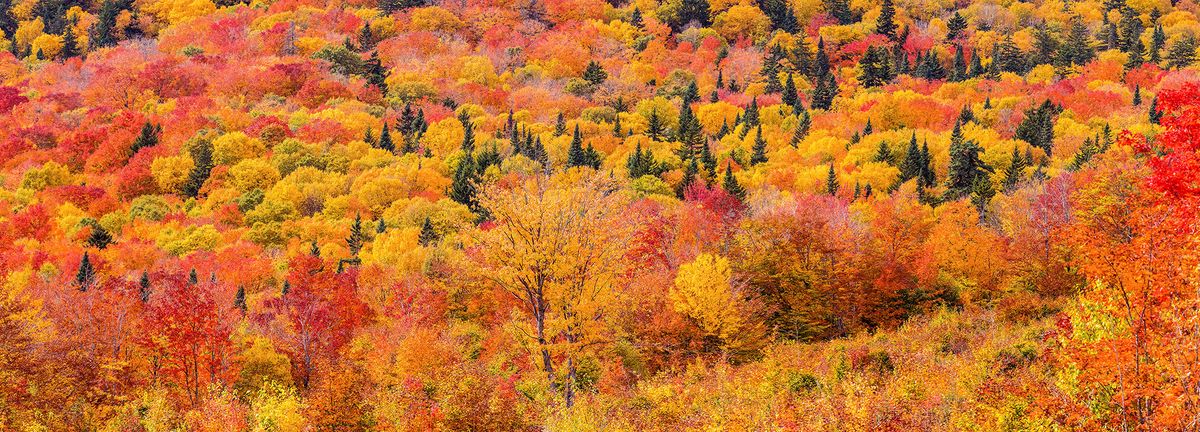 Tim Pond Road fall foliage