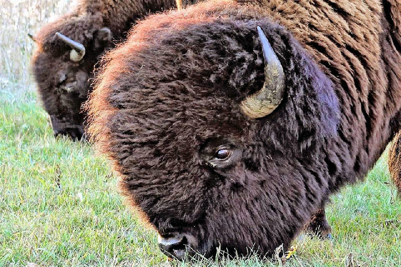 Bison at the Bigelow Field Bison Ranch