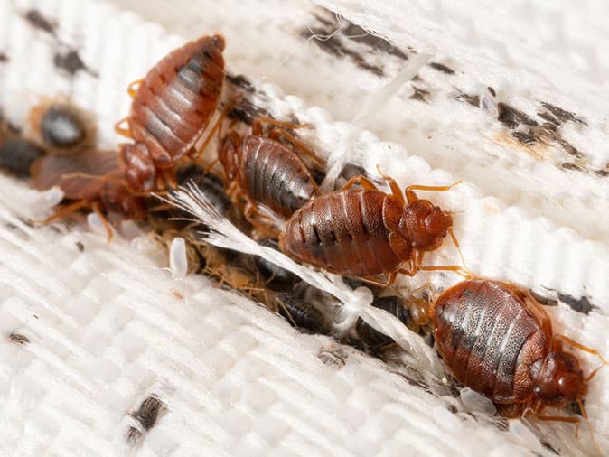 bed bugs on a mattress