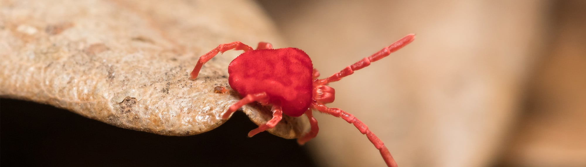 clover mite on leaf