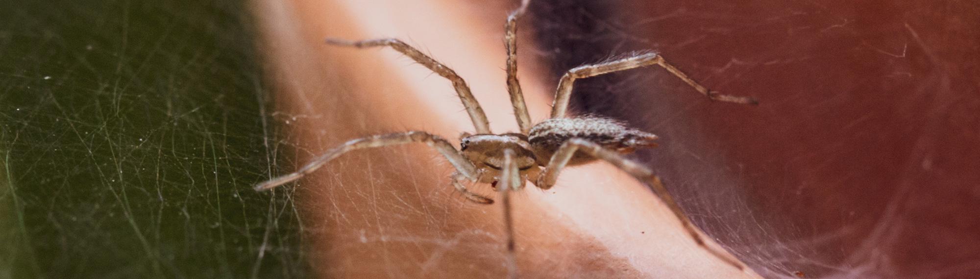 house spider in web