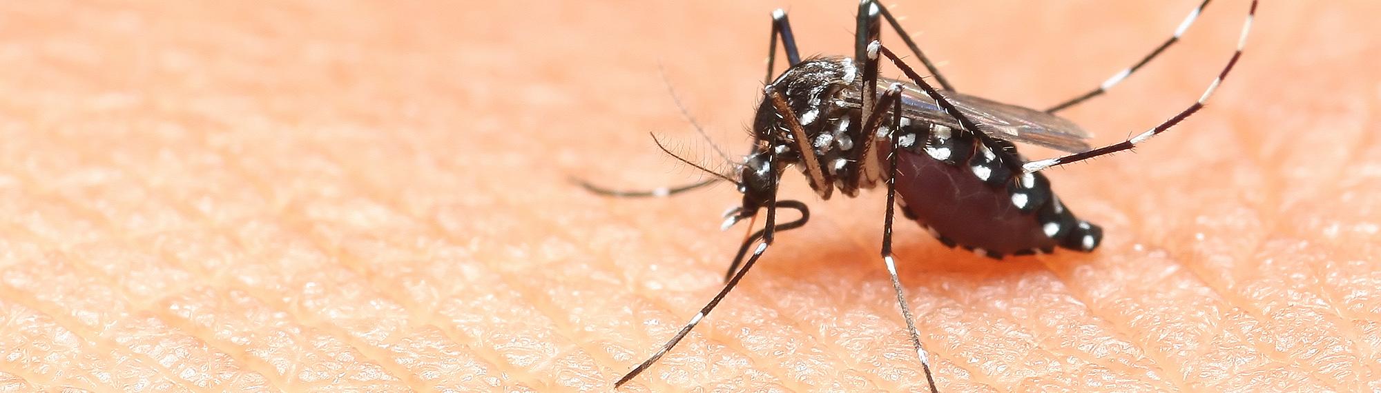 female mosquito biting human