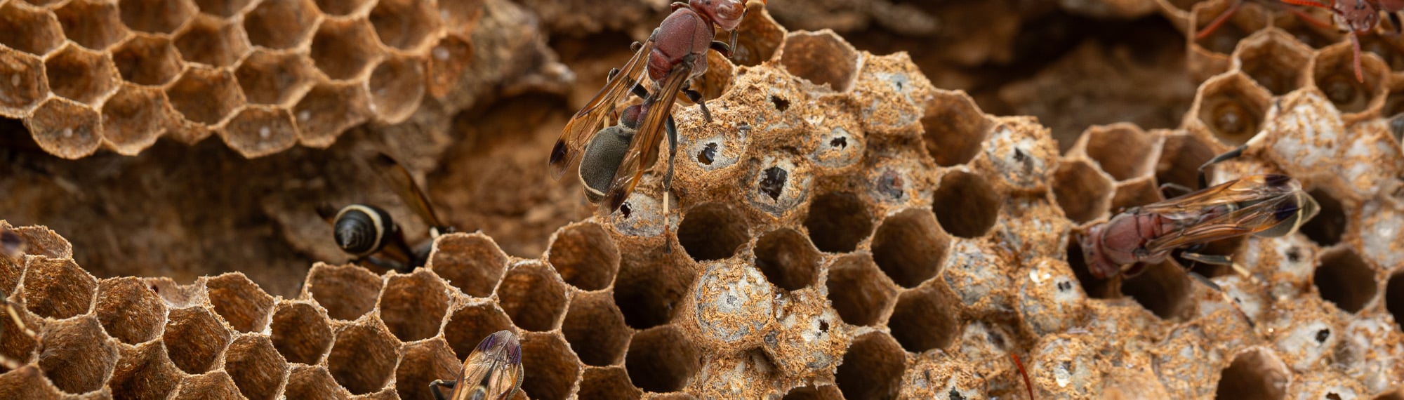 paper wasps building a nest
