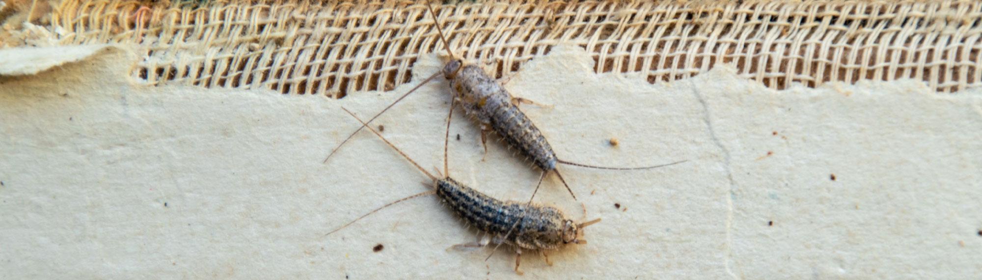 two silverfish eating book binding