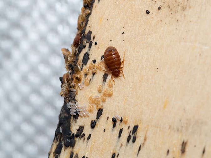 bed bugs on bedframe