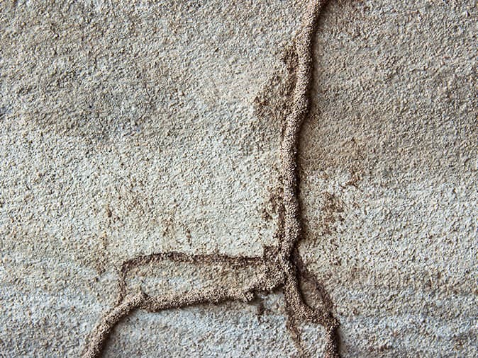 termite mud tubes on a cement wall