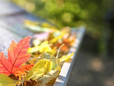 clogged gutters attract pests