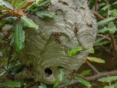 wasp making a nest