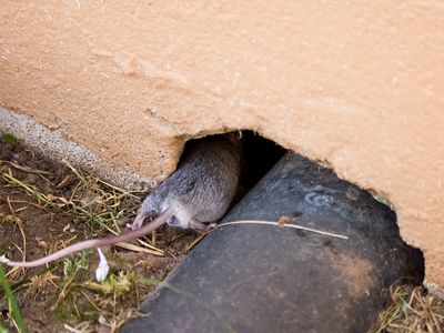 mouse crawling through hole on outside of richmond home