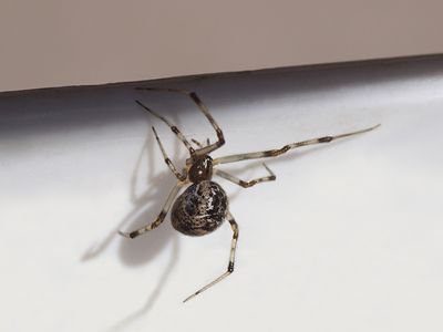 house spider in richmond home winter