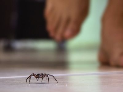 spider crawling on floor