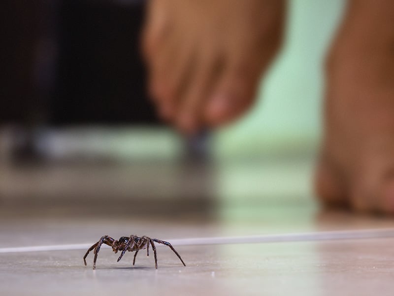 house spider crawling on floor