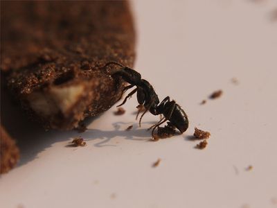 carpenter-ant-in-richmond-home