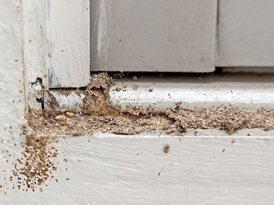 termite mud tube