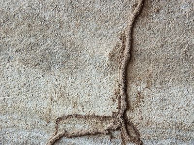 termite mud tubes on foundation of richmond home