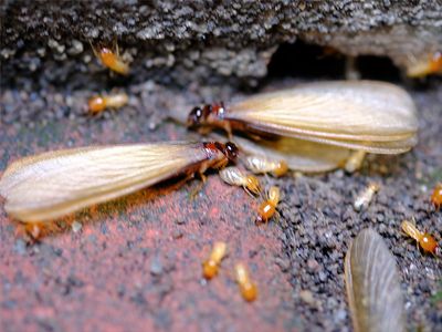 termite swarmers in richmond va