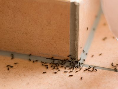 summer ant infestation