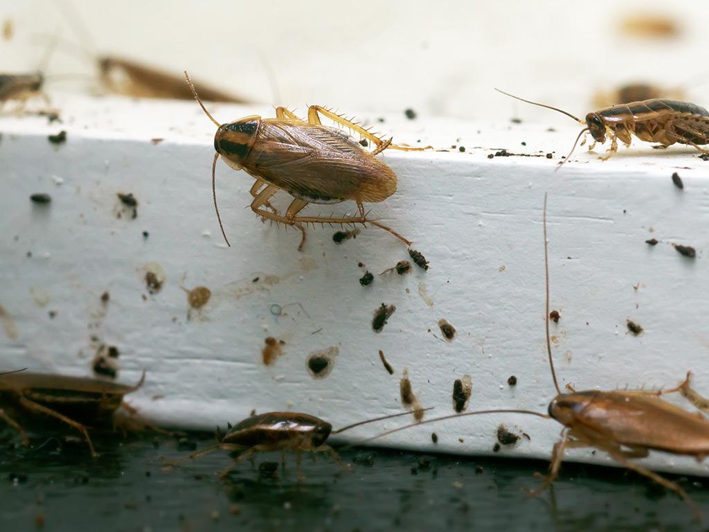 german cockroaches on window sill