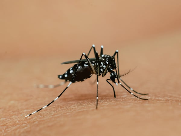 female asian tiger mosquito taking a blood meal