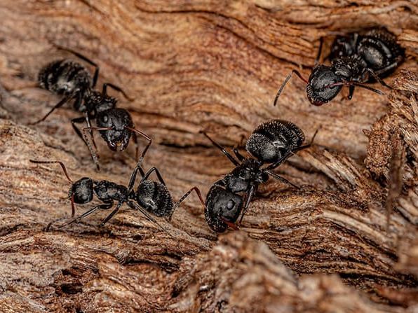 big black ants in richmond virginia