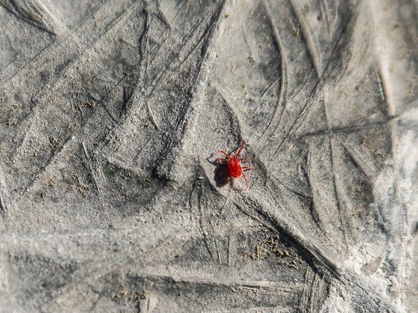 clover mite crawling in richmond va yard