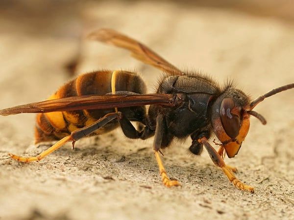 paper wasp
