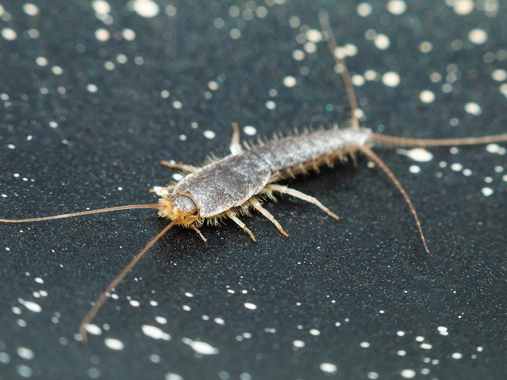 silverfish inside home