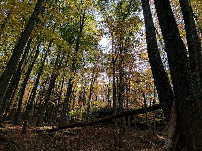 (Credit: USFS Allegheny National Forest)