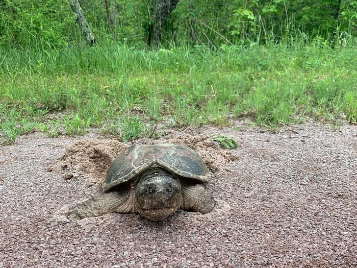 Turtle on the Great Allegheny Passage (Credit: Zhenya Nalywayko)