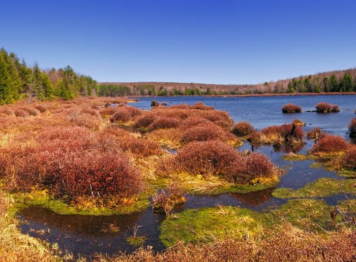 Wetland (North View), Black Moshannon State Park, Centre County, PA (Credit: Flickr contributor Nicholas_T)