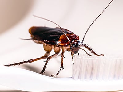 american cockroach on toothbrush