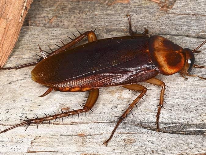 american roach in denver home