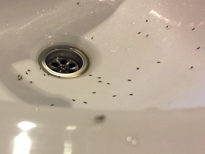 ants in sink