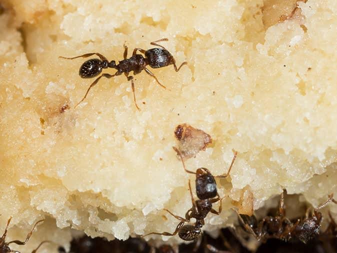 ants crawling over food inside denver home