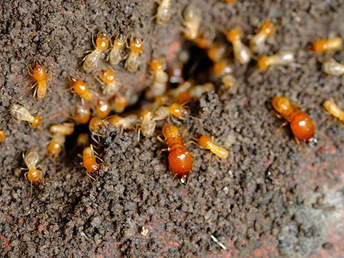 foraging termites outside a colorado home