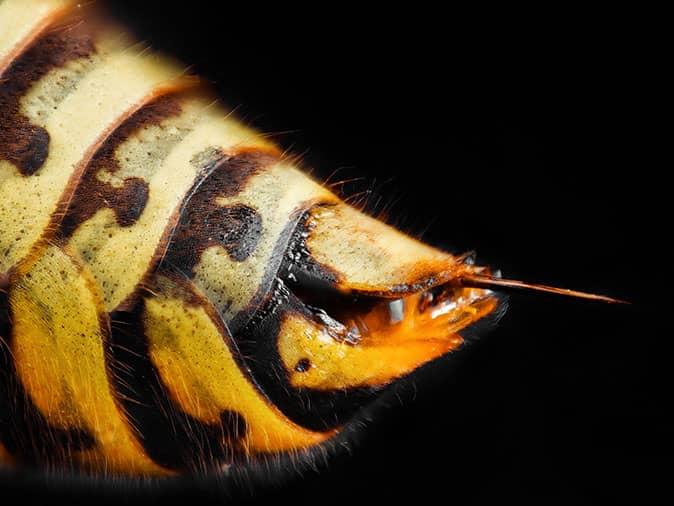 close up of wasp stinger found inside a colorado home