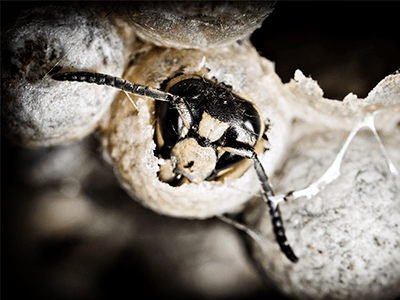 a baldfaced hornet leaving its nest in denver