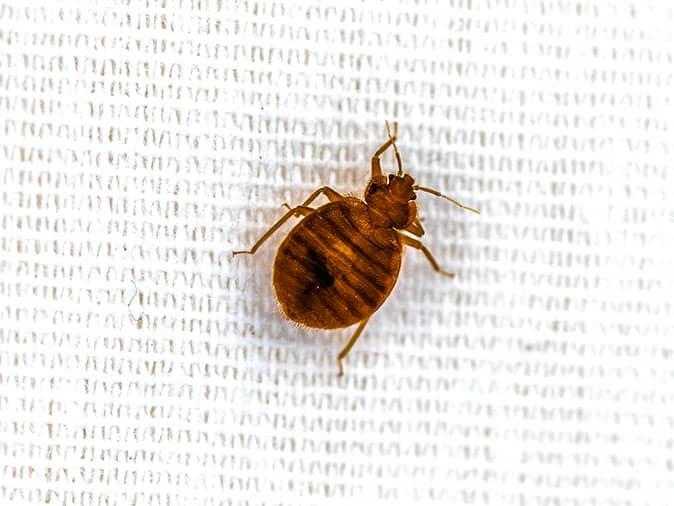an adult bed bug